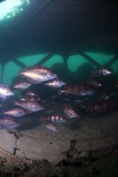 Bib inside the wreck of the Kantoeng.
Devon. 10.5mm. by Derek Haslam 